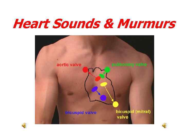 Heart Sounds Murmurs The Stethoscope