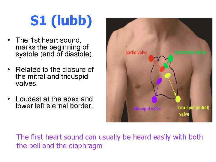 S 1 (lubb) • The 1 st heart sound, marks the beginning of systole
