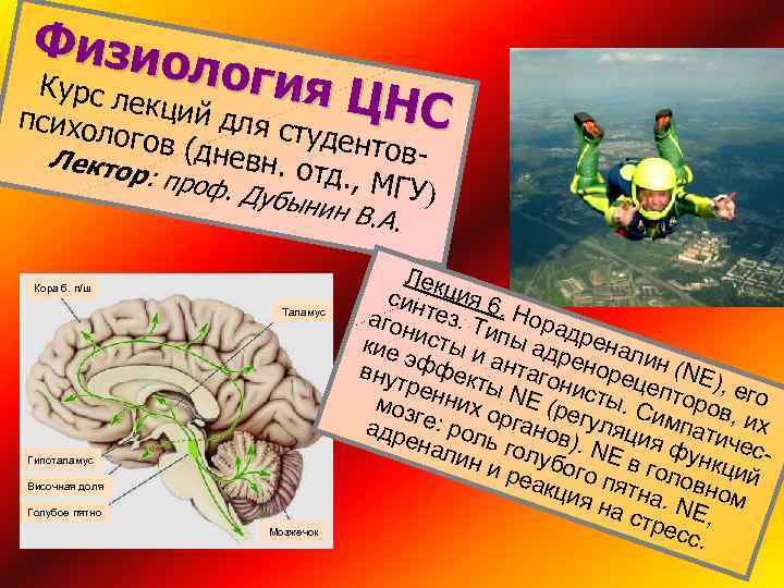 Физио логия Курс л ЦНС екций психол для ст уд о гов (дн ентове