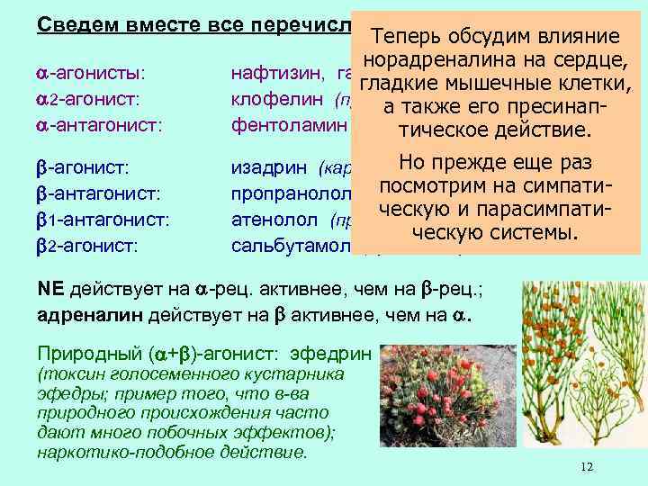 Сведем вместе все перечисленные препараты: Теперь обсудим влияние норадреналина на сердце, -агонисты: нафтизин, галазолин