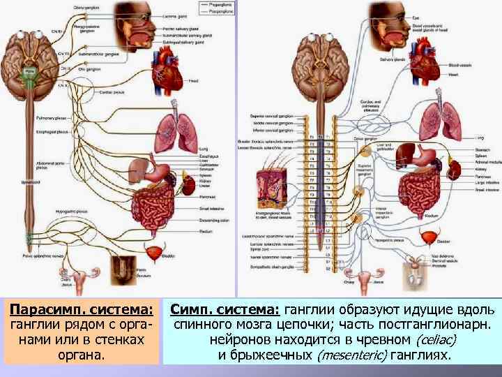 Парасимп. система: ганглии рядом с органами или в стенках органа. Симп. система: ганглии образуют