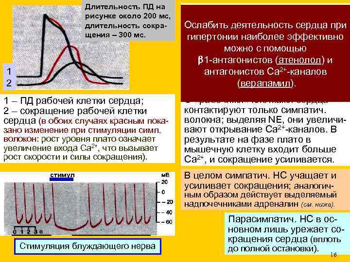 Длительность ПД на рисунке около 200 мс, длительность сокращения – 300 мс. 1 2