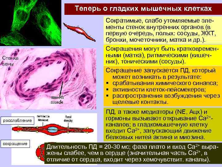 Теперь о гладких мышечных клетках Стенка вены расслабление сокращение Сократимые, слабо утомляемые элементы стенок