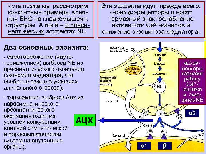 Чуть позже мы рассмотрим конкретные примеры влияния ВНС на гладкомышечн. структуры. А пока –