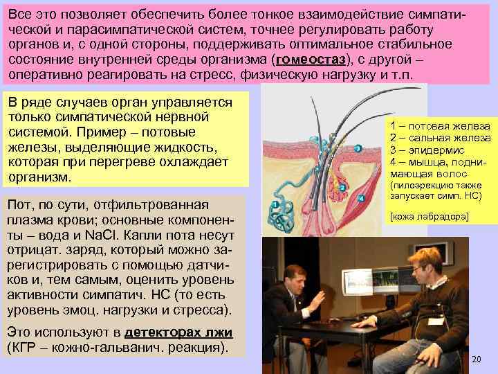 Все это позволяет обеспечить более тонкое взаимодействие симпатической и парасимпатической систем, точнее регулировать работу