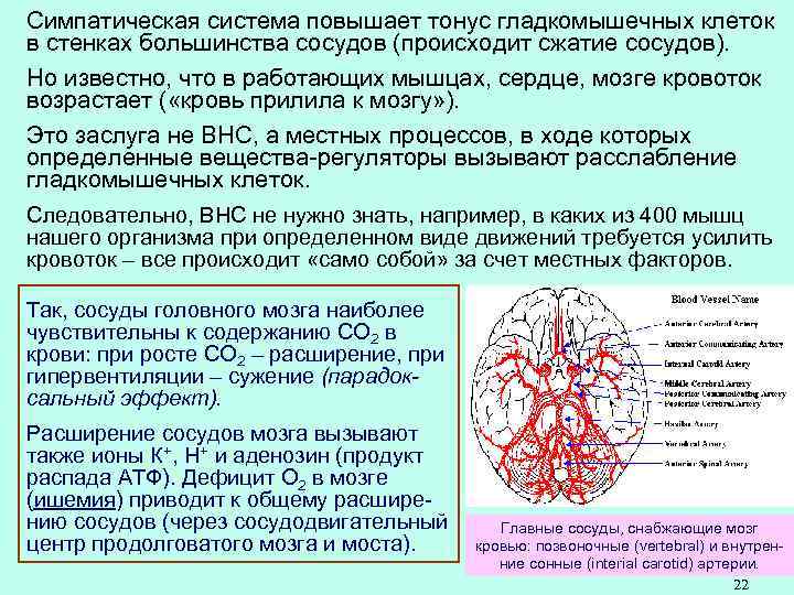 Как улучшить состояние сосудов головного мозга. Расширенные сосуды головного мозга. Сужение и расширение сосудов головного мозга. Сужение артерий головного мозга. Суженные сосуды головного мозга.