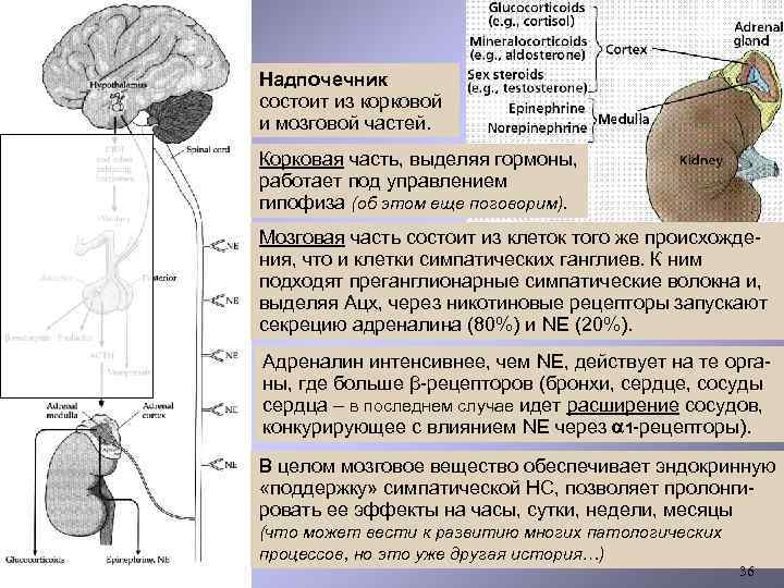Надпочечник состоит из корковой и мозговой частей. Корковая часть, выделяя гормоны, работает под управлением