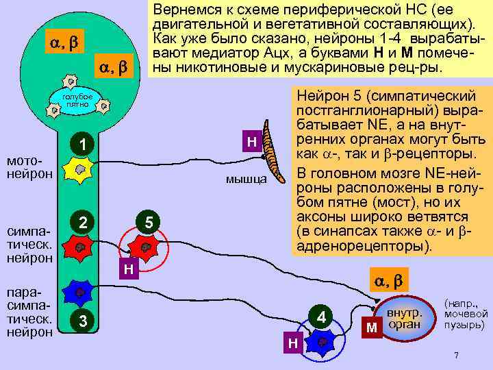  Вернемся к схеме периферической НС (ее двигательной и вегетативной составляющих). Как уже было