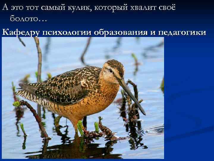 А это тот самый кулик, который хвалит своё болото… Кафедру психологии образования и педагогики