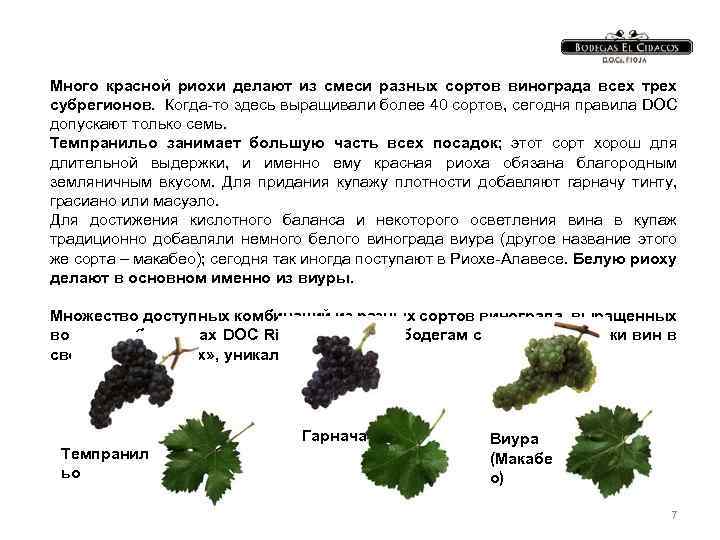 Много красной риохи делают из смеси разных сортов винограда всех трех субрегионов. Когда-то здесь