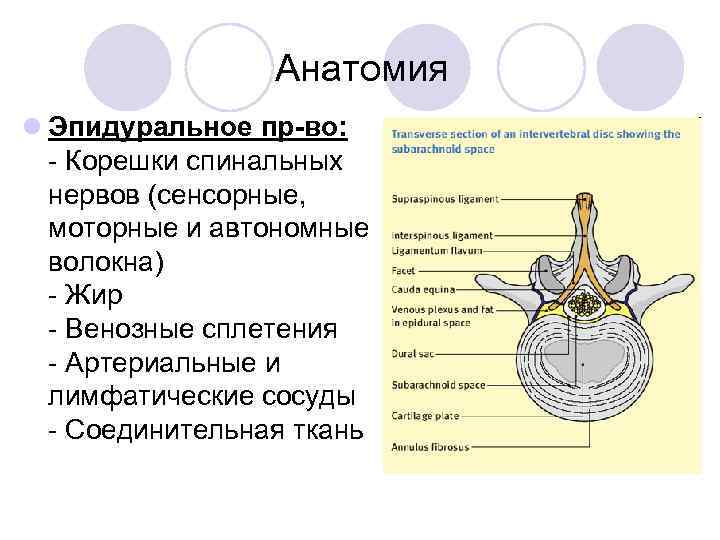 Анатомия l Эпидуральное пр-во: Корешки спинальных нервов (сенсорные, моторные и автономные волокна) Жир Венозные