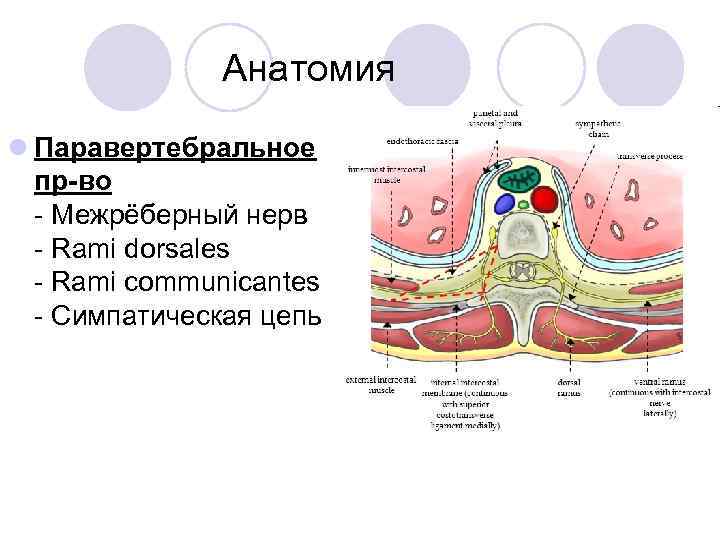 Анатомия l Паравертебральное пр-во Межрёберный нерв Rami dorsales Rami communicantes Симпатическая цепь 