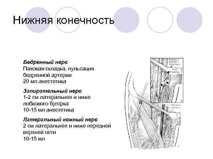 Нижняя конечность Бедренный нерв Паховая складка, пульсация бедренной артерии 20 мл анестетика Запирательный нерв