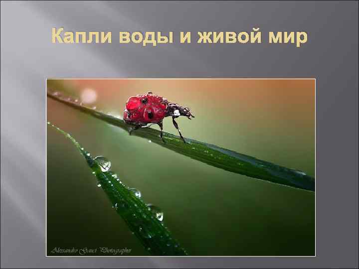 Капли воды и живой мир 