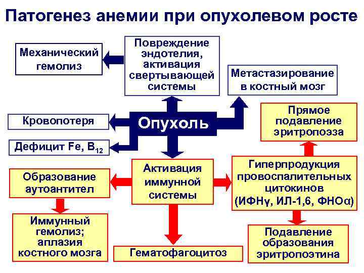 Патогенез анемии при опухолевом росте Механический гемолиз Кровопотеря Повреждение эндотелия, активация свертывающей системы Опухоль
