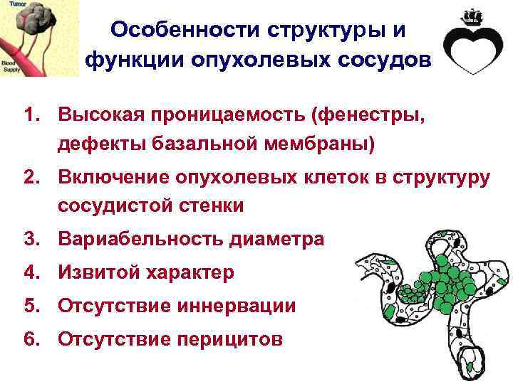 Особенности структуры и функции опухолевых сосудов 1. Высокая проницаемость (фенестры, дефекты базальной мембраны) 2.