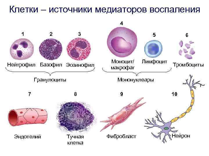 Клетки – источники медиаторов воспаления 4 2 1 3 Нейтрофил Базофил Эозинофил Гранулоциты 7