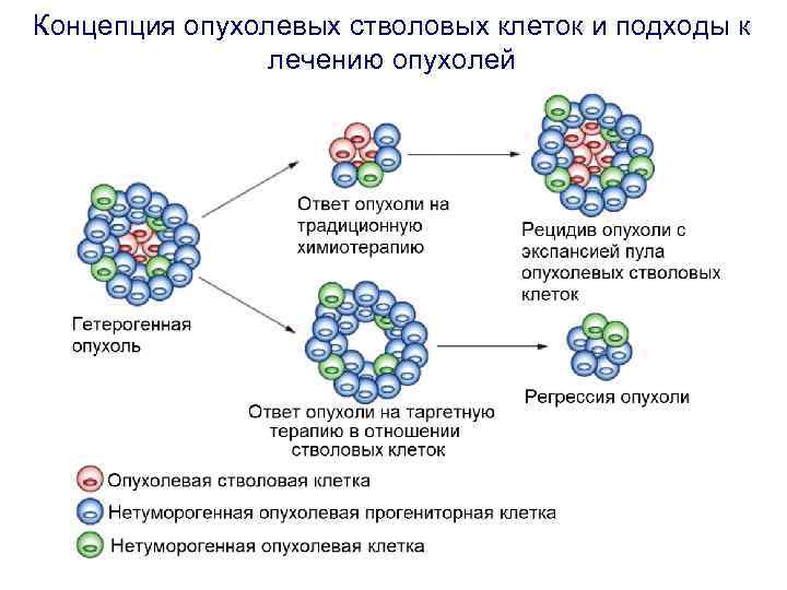 Концепция опухолевых стволовых клеток и подходы к лечению опухолей 