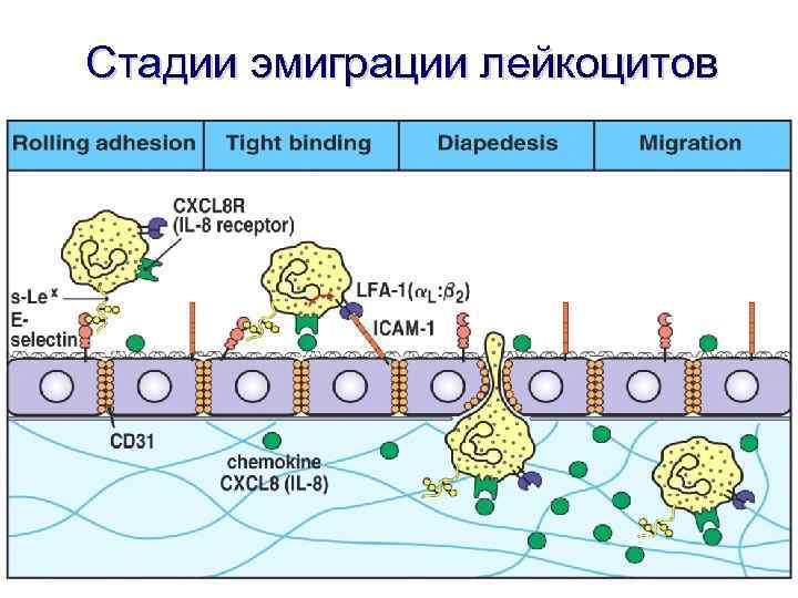 Стадии эмиграции лейкоцитов 