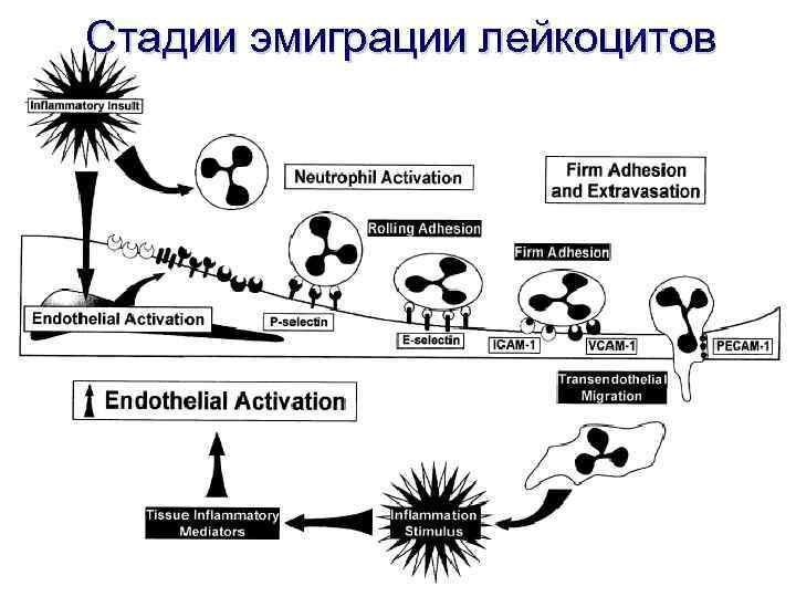 Стадии эмиграции лейкоцитов 
