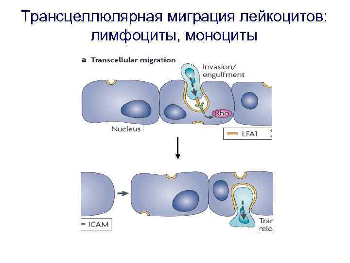 Трансцеллюлярная миграция лейкоцитов: лимфоциты, моноциты 