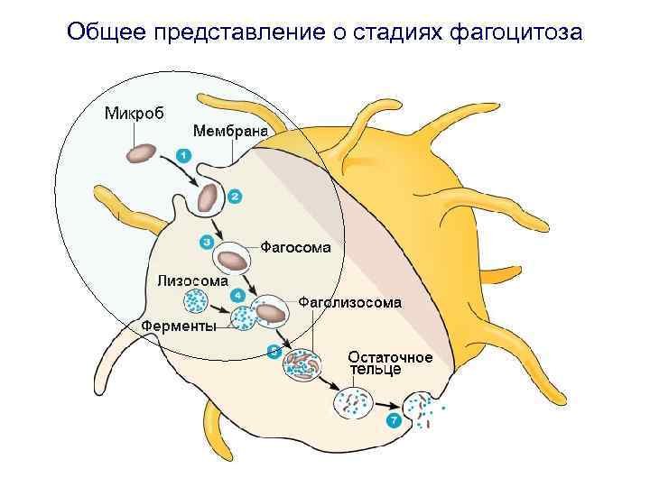 Общее представление о стадиях фагоцитоза 