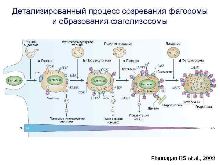 Детализированный процесс созревания фагосомы и образования фаголизосомы Flannagan RS et al. , 2009 