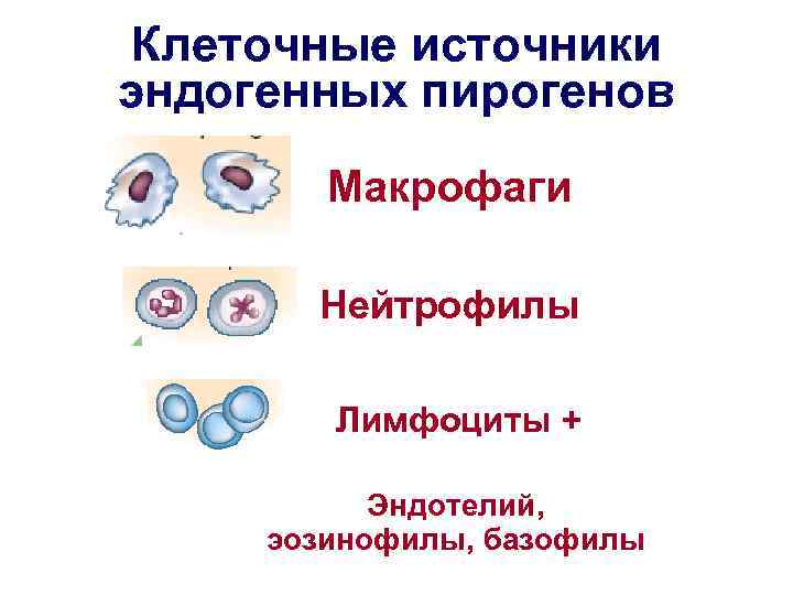 Клеточные источники эндогенных пирогенов Макрофаги Нейтрофилы Лимфоциты + Эндотелий, эозинофилы, базофилы 