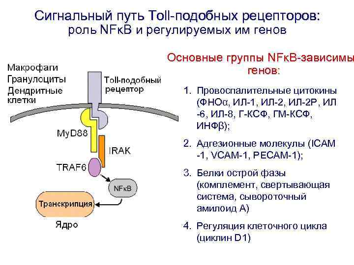 Сигнальный путь Toll-подобных рецепторов: роль NFκB и регулируемых им генов Основные группы NFκB-зависимы генов: