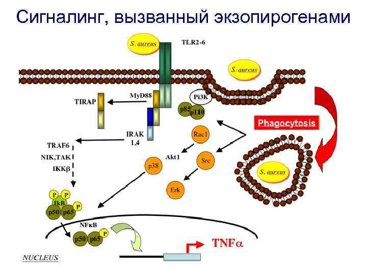 Сигналинг, вызванный экзопирогенами 
