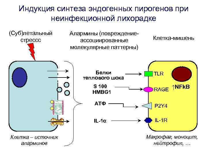 Индукция синтеза эндогенных пирогенов при неинфекционной лихорадке (Суб)летальный стрессc Алармины (повреждениеассоциированные молекулярные паттерны) Белки