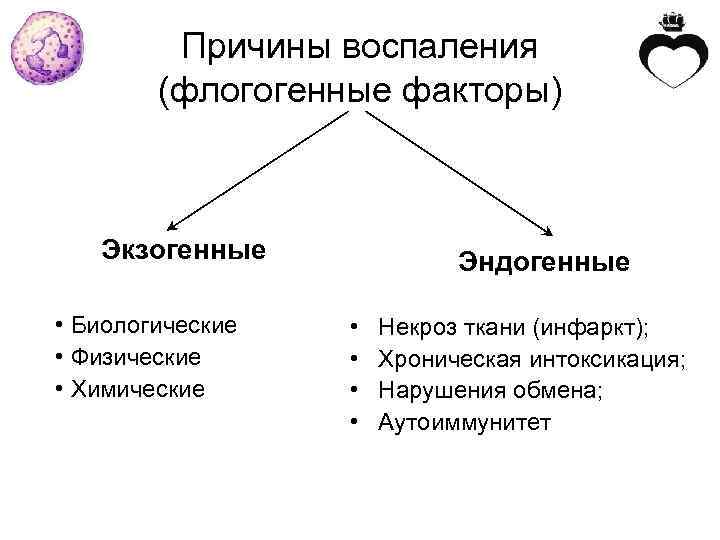 Причины воспаления (флогогенные факторы) Экзогенные • Биологические • Физические • Химические Эндогенные • •