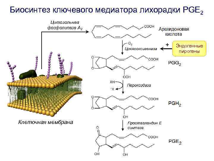 Биосинтез ключевого медиатора лихорадки PGE 2 Цитозольная фосфолипаза А 2 + Клеточная мембрана Эндогенные