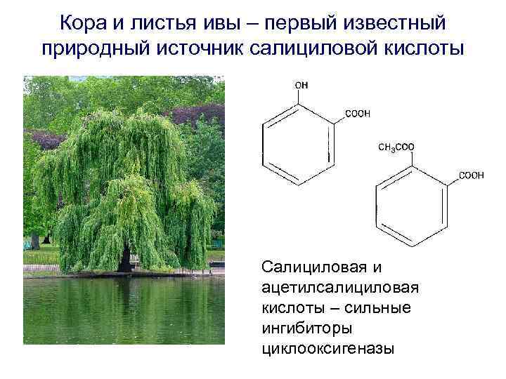 Кора и листья ивы – первый известный природный источник салициловой кислоты Салициловая и ацетилсалициловая