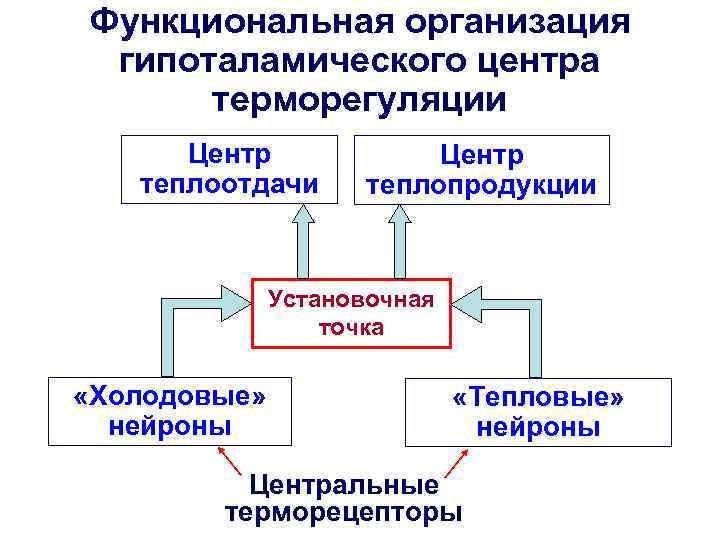 Функциональная организация гипоталамического центра терморегуляции Центр теплоотдачи Центр теплопродукции Установочная точка «Холодовые» нейроны «Тепловые»