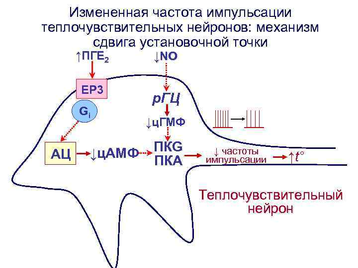 Измененная частота импульсации теплочувствительных нейронов: механизм сдвига установочной точки ↑ПГE 2 EP 3 Gi