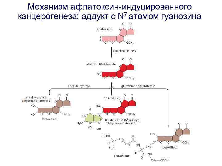 Механизм афлатоксин-индуцированного канцерогенеза: аддукт с N 7 атомом гуанозина 