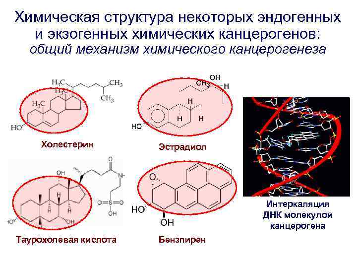 Химическая структура некоторых эндогенных и экзогенных химических канцерогенов: общий механизм химического канцерогенеза Холестерин Эстрадиол