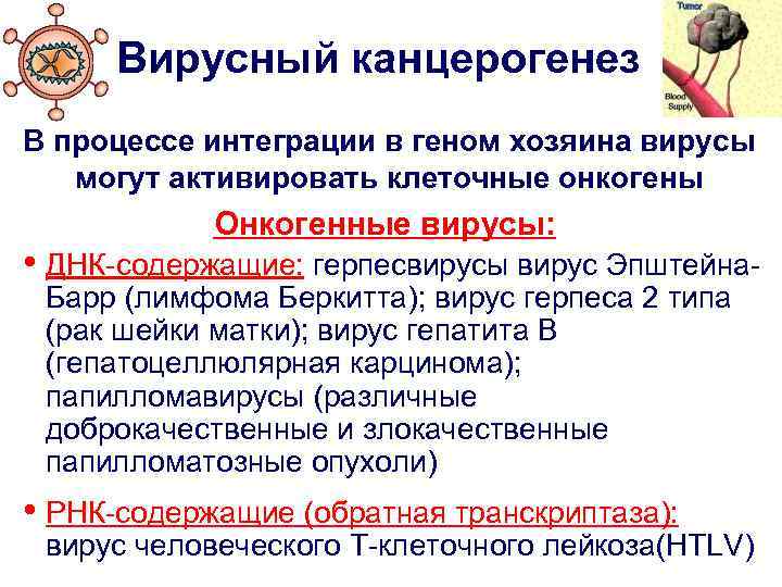 Вирусный канцерогенез В процессе интеграции в геном хозяина вирусы могут активировать клеточные онкогены Онкогенные