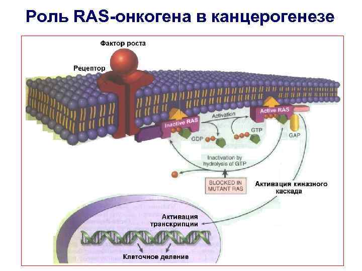 Роль RAS-онкогена в канцерогенезе 