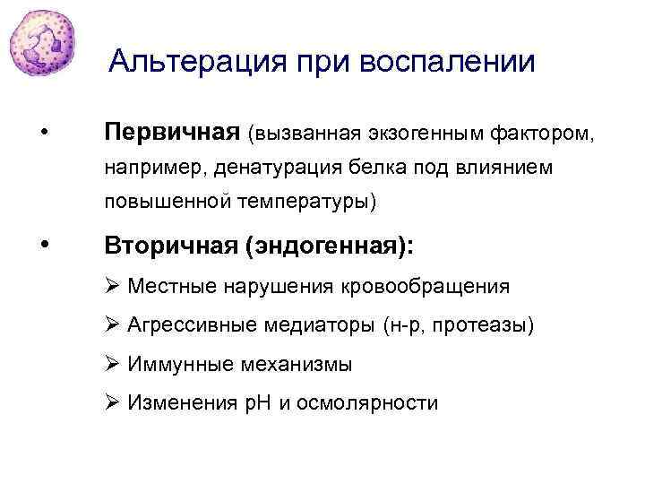 Альтерация при воспалении • Первичная (вызванная экзогенным фактором, например, денатурация белка под влиянием повышенной