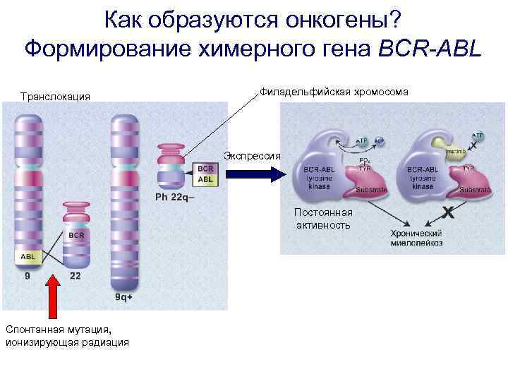 Как образуются онкогены? Формирование химерного гена BCR-ABL Транслокация Филадельфийская хромосома Экспрессия Постоянная активность Спонтанная