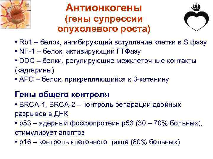 Антионкогены (гены супрессии опухолевого роста) • Rb 1 – белок, ингибирующий вступление клетки в