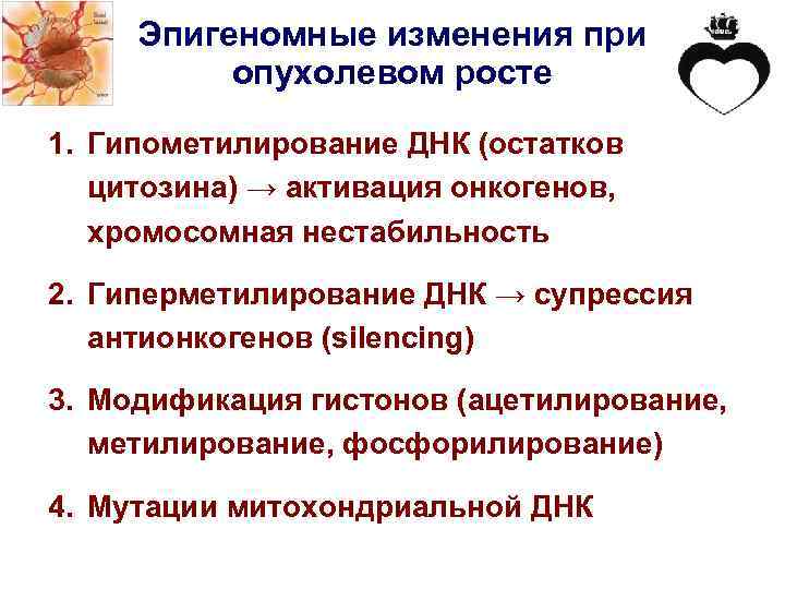 Эпигеномные изменения при опухолевом росте 1. Гипометилирование ДНК (остатков цитозина) → активация онкогенов, хромосомная
