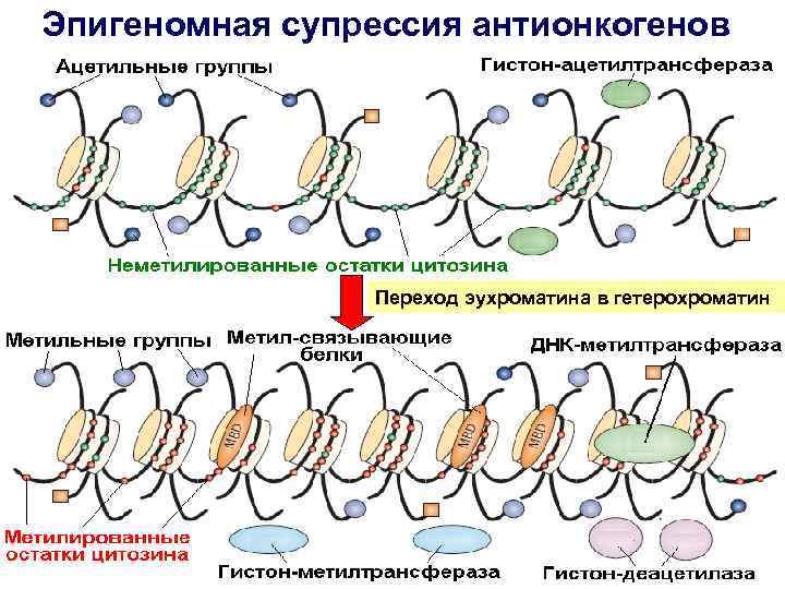 Эпигеномная супрессия антионкогенов Переход эухроматина в гетерохроматин 