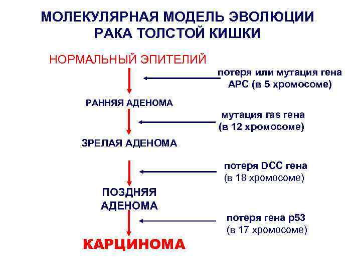 МОЛЕКУЛЯРНАЯ МОДЕЛЬ ЭВОЛЮЦИИ РАКА ТОЛСТОЙ КИШКИ НОРМАЛЬНЫЙ ЭПИТЕЛИЙ потеря или мутация гена АРС (в