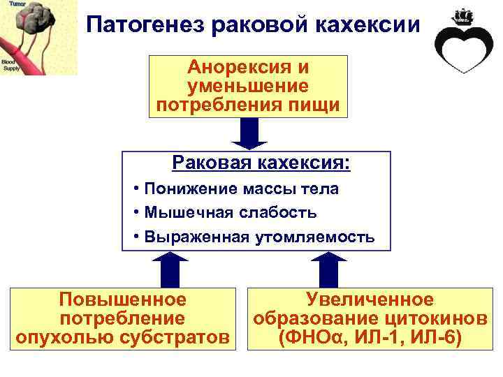 Патогенез раковой кахексии Анорексия и уменьшение потребления пищи Раковая кахексия: • Понижение массы тела