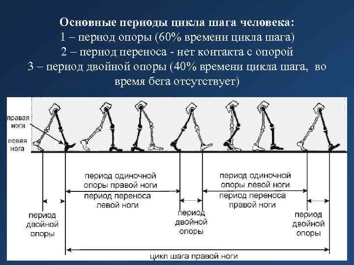 1 шаг человека. Основные периоды цикла шага человека. Фазы ходьбы. Фазы шага. Фазы ходьбы человека.