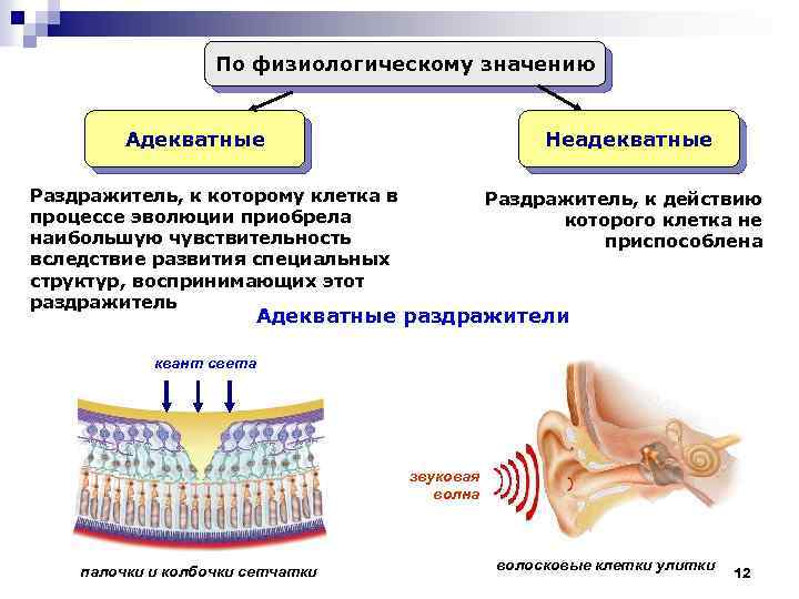 По физиологическому значению Адекватные Неадекватные Раздражитель, к которому клетка в процессе эволюции приобрела наибольшую