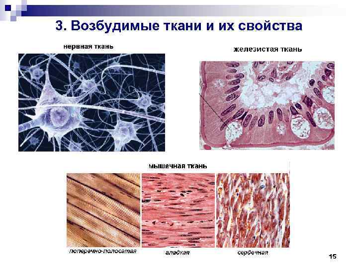 3. Возбудимые ткани и их свойства 15 